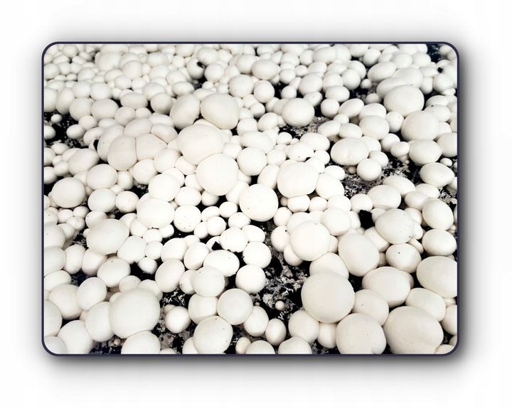 3 Faza Grzybnia Pieczarki Zestaw XL + gratis 6w1 zdjęcie 13