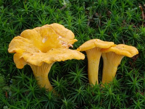 Grzybnia Borowik szlachetny + Kurka pieprznik na Arena.pl