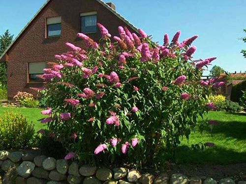 Budleja Dawida Pink Delight C2 E na Arena.pl