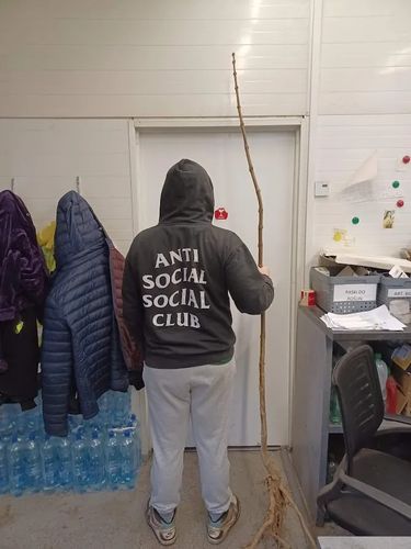 PAULOWNIA PUSZYSTA drzewko szczęścia - sadzonki 60 / 100 cm na Arena.pl