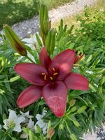 Lilia azjatycka Crimson Pixie na balkon i taras