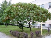 SUMAK OCTOWIEC Rhus thypina NASIONA 800 sztuk - 10g.