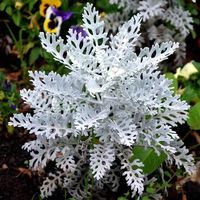 NASIONA Kwiatów Starzec Mrozy 0,2g Kwiaty 412873