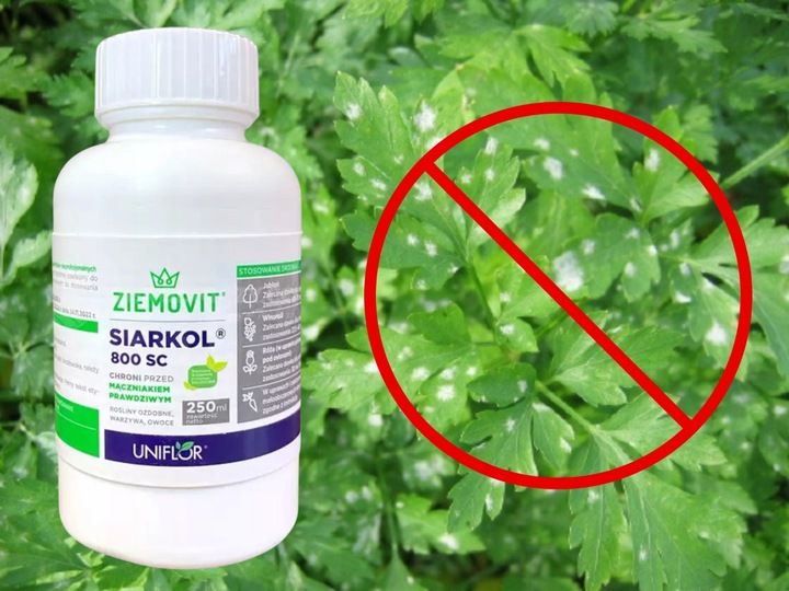 SIARKOL 800 SC SIARKA ŚRODEK GRZYBOBÓJCZY NA MĄCZNIAKA PRAWDZIWEGO 250ML zdjęcie 9