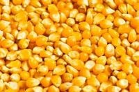 Kukurydza na pasze zanęte całe ziarno 25kg