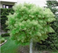 PERUKOWIEC zielony na pniu oryginał - sadzonki 80 / 100 cm