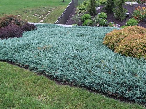 Jałowiec płożący BLUE CHIP Niebieski dywan na Arena.pl