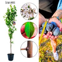 Śliwa Amers intensywny fioletowy kolor 180-220 cm