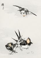 Plakat 50x70cm Swallow, Kashu Japoński Vintage do Salonu