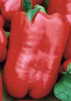 NASIONA Papryka Słodka Kaskada CZERWONA 0,5g PLANTICO Papryki 405813