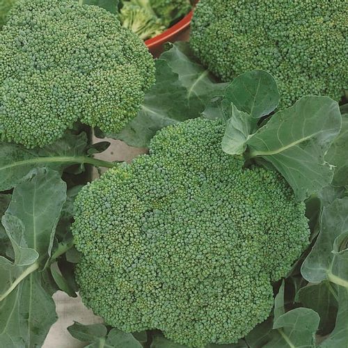 BROKUŁ NASIONA brokuła CALABRESE NATALINO PLENNY ŹRÓDŁO WITAMIN ŁATWA na Arena.pl