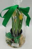 kwiat w doniczce 24cm tulipan dla cudownej mamy