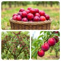 ŚLIWA ROSYJSKA NAJBARDZIEJ ODPORNA NA MRÓZ