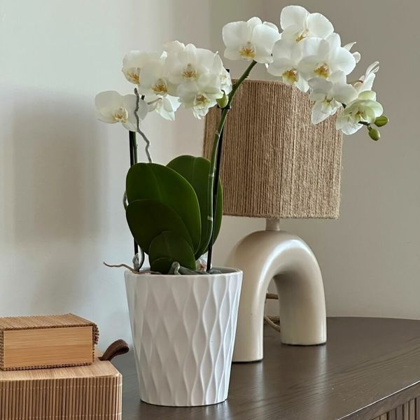 DONICZKA OSŁONKA CERAMICZNA BIAŁA 16 CM zdjęcie 4