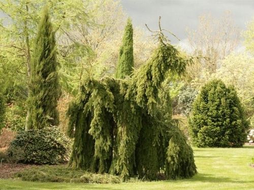 Świerk serbski PENDULA Picea omorika Płaczący na Arena.pl