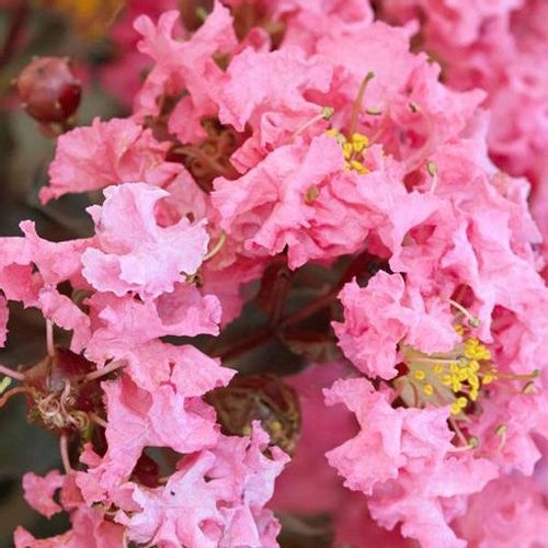 Lagerstroemia Black Diamond Shell Pink 40-60cm C2 na Arena.pl