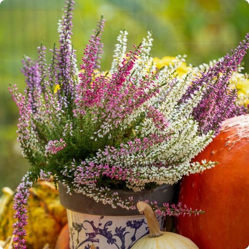 SIARCZAN AMONU 5kg NAWÓZ JESIENNY DO IGLAKÓW TUI WRZOSÓW WRZOŚCÓW na Arena.pl