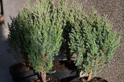 Jałowiec chiński Stricta na skalniak i taras na Arena.pl