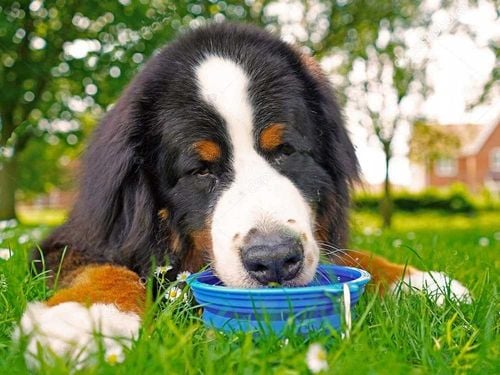 miska dla psa składana l - 19269 na Arena.pl