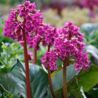 BERGENIA GRUBOLISTNA - sadzonki 10 / 20 cm