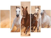 OBRAZ KONIE BIEGNĄCE GALOPEM