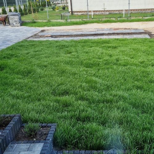 Trawa UNIWERSALNA nasiona trawy SAMOZAGĘSZCZAJĄCA odporna na DEPTANIE 25kg na Arena.pl