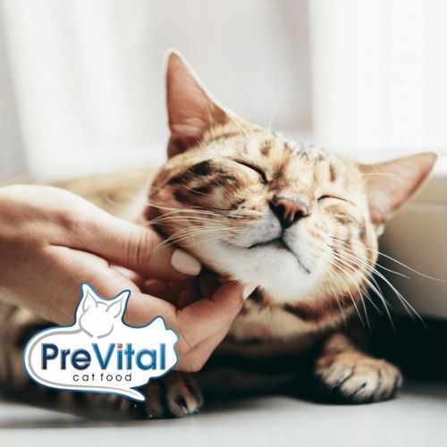 MOKRA KARMA DLA KOTA MEGA BOX MIX SMAKÓW 24X100G SASZETKI DLA KOTA na Arena.pl