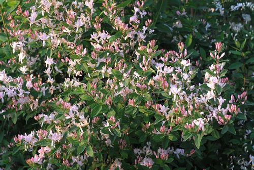 P11 HURT 25 SZTUK WICIOKRZEW SUCHODRZEW TATARSKI na Arena.pl