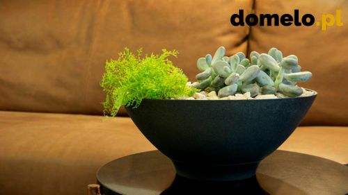 DONICZKA PLANET 290 A4 na Arena.pl