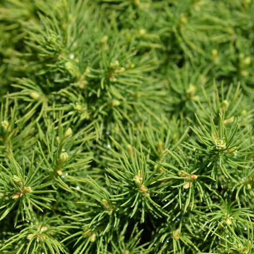 Doniczka 9 x 9cm (P9) na Arena.pl