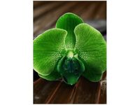 50X70CM LIMONKOWY STORCZYK OBRAZ PION ŚCIAN