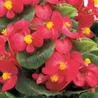 Begonia różowa Ambassador Rose – roślina na balkon i rabaty