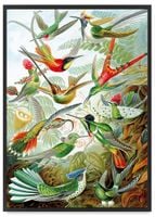 Plakat rajskie ptaki kompozycja 50x70 cm w czarnej ramie