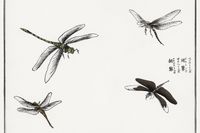 Plakat 30x20cm Ważki ilustracja Morimoto Toko Japoński Vintage do Salonu