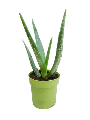 Aloes ALOE VERA 30cm na Arena.pl