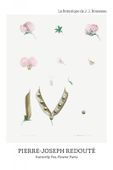 Plakat 20x30cm Butterfly Pea Flower, Redoute Vintage do Salonu