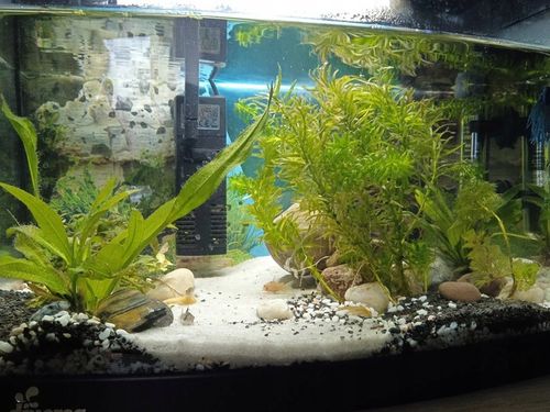 Naturalnie Biały Piasek Kwarcowy do Akwarium 0,5-1mm 24kg na Arena.pl