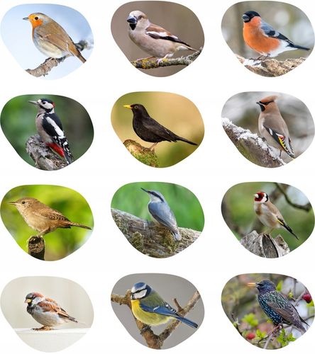 KARMA DLA PTAKÓW DZIKICH ZIMUJĄCYCH POKARM ZIARNO IDEALNY DO KARMNIKA 10KG na Arena.pl