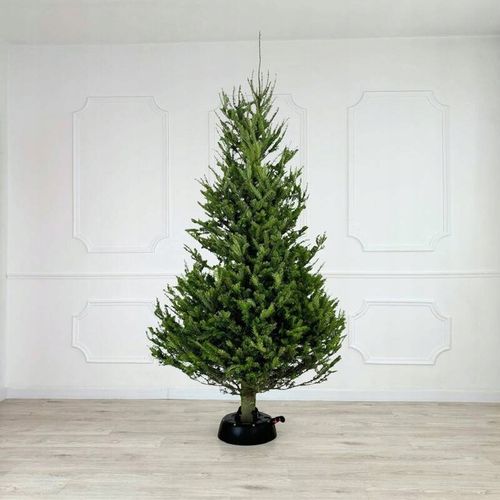 Stojak choinkowy do 3m antracyt Kamai na Arena.pl