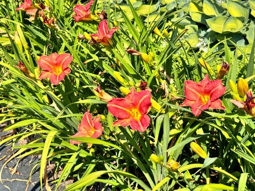Liliowiec Czerwony 'Red Rum' W DONICZCE 2L (Hemerocallis) P13 na Arena.pl