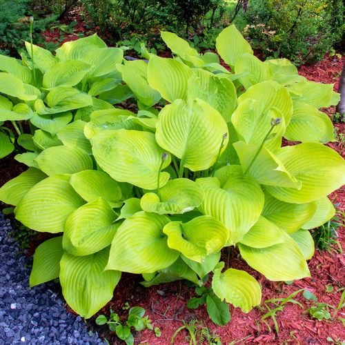 Hosta 'Sum and Substance' (Hosta) Złote liście Doniczka 2.5L na Arena.pl