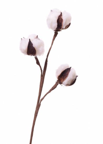 Bawełna na gałązce na Arena.pl