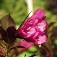 Krzewuszka cudowna 'Minor Black' (Weigela) Karłowata, miniaturka, Poj. 2.0L