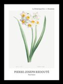 Plakat 13x18cm Design Narcissus, Redoute Vintage do Salonu