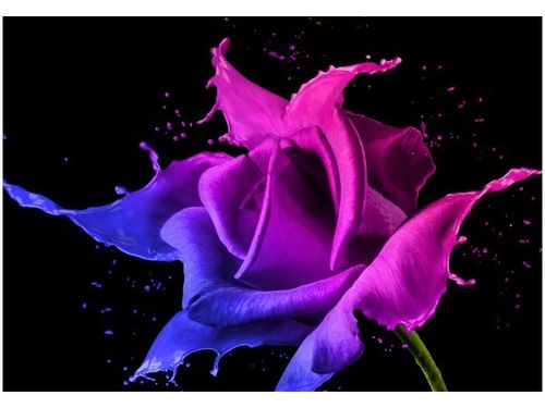 100 70CM OBRAZ PŁÓTNO RÓŻA FARB JAKUB BANAŚ PŁÓTNO RAMA na Arena.pl