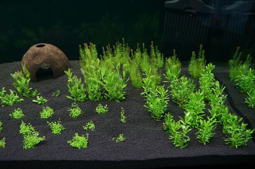 H.E.L.P Podłoże Advanced Soil Plants 3l na Arena.pl