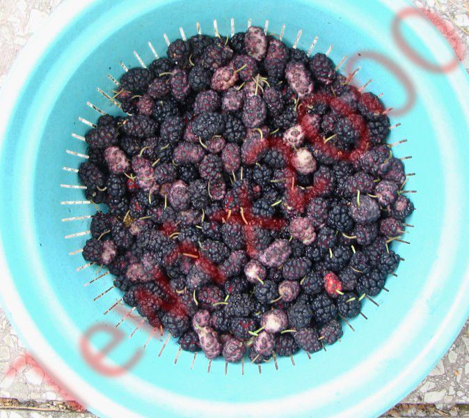 MORWA CZARNA Nigra - sadzonki w doniczkach zdjęcie 2