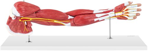 Ramię - model anatomiczny Physa PHY-AM-1 na Arena.pl