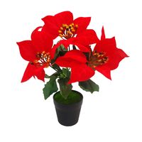 GWIAZDA BETLEJEMSKA W DONICZCE 30cm POINSECJA DEKORACJA ŚWIĄTECZNA