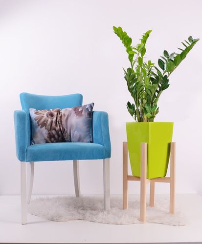 ZAMIOKULKAS (ZAMIOCULCAS) 35cm na Arena.pl